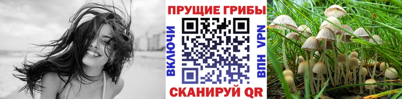 Купить закладки  Хабаровск  Псилоцибиновые грибы Psilocybe 